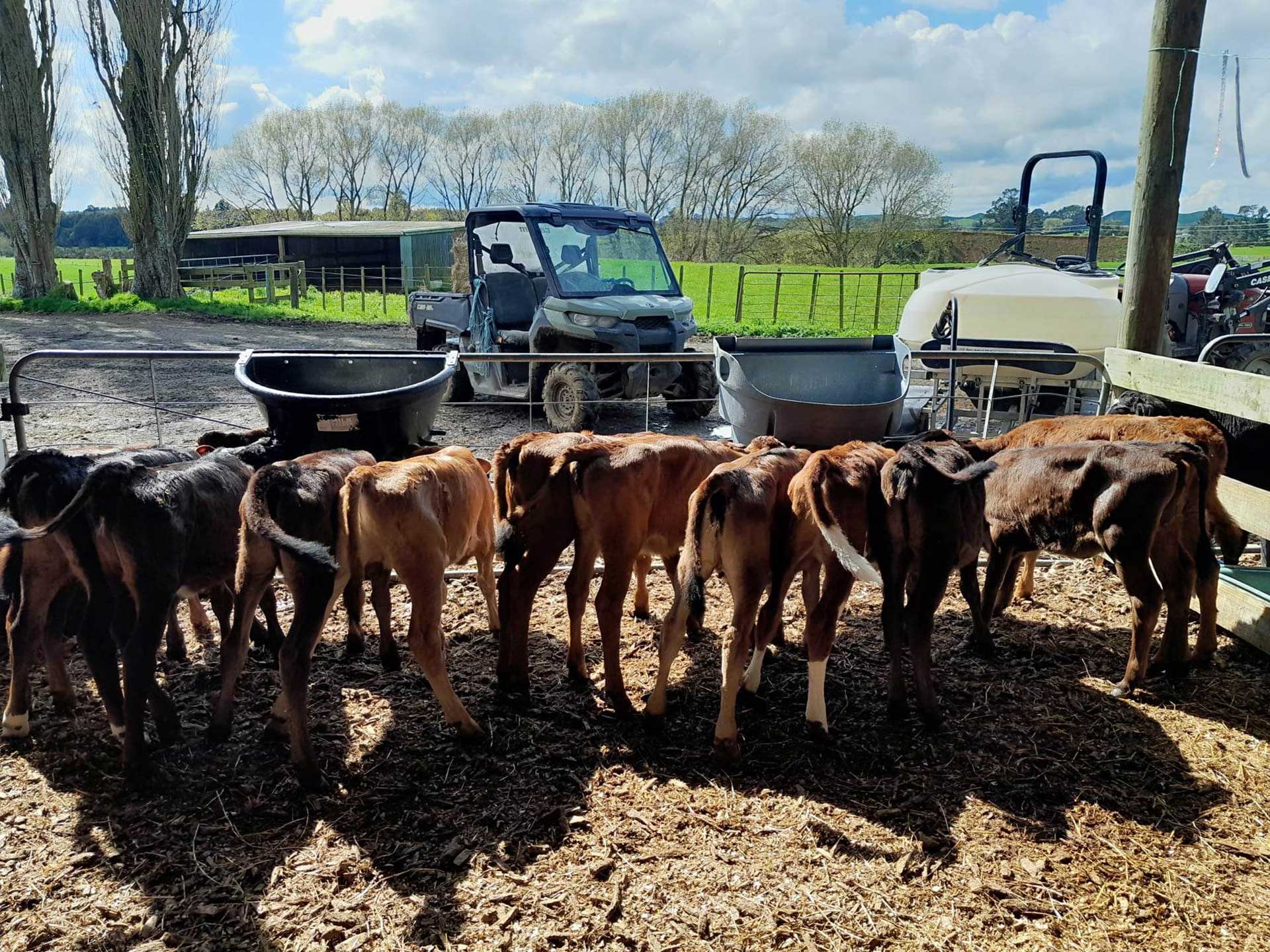 LeAnne-Blakelock_calves-(1)