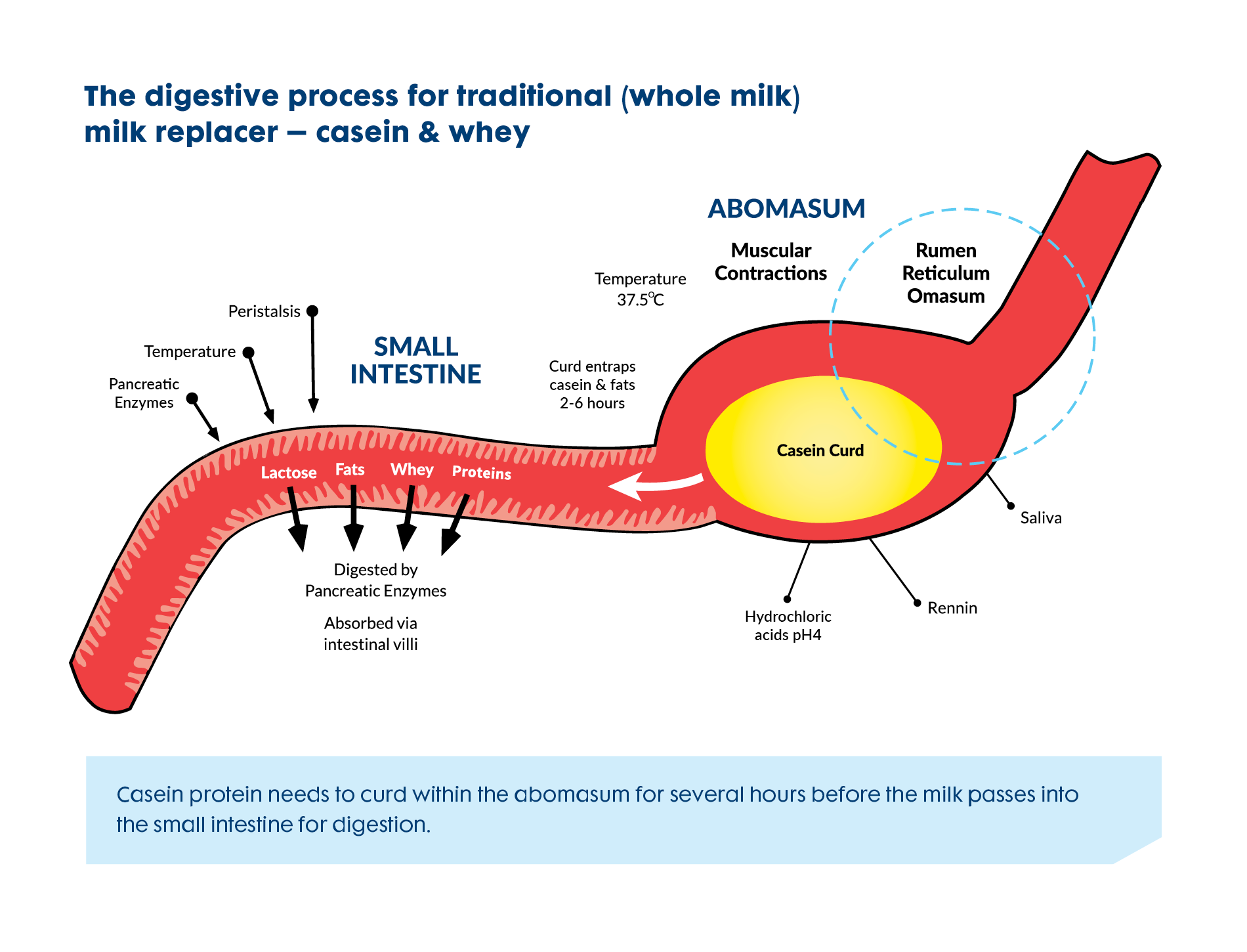 Digestive process for casein milk replacer