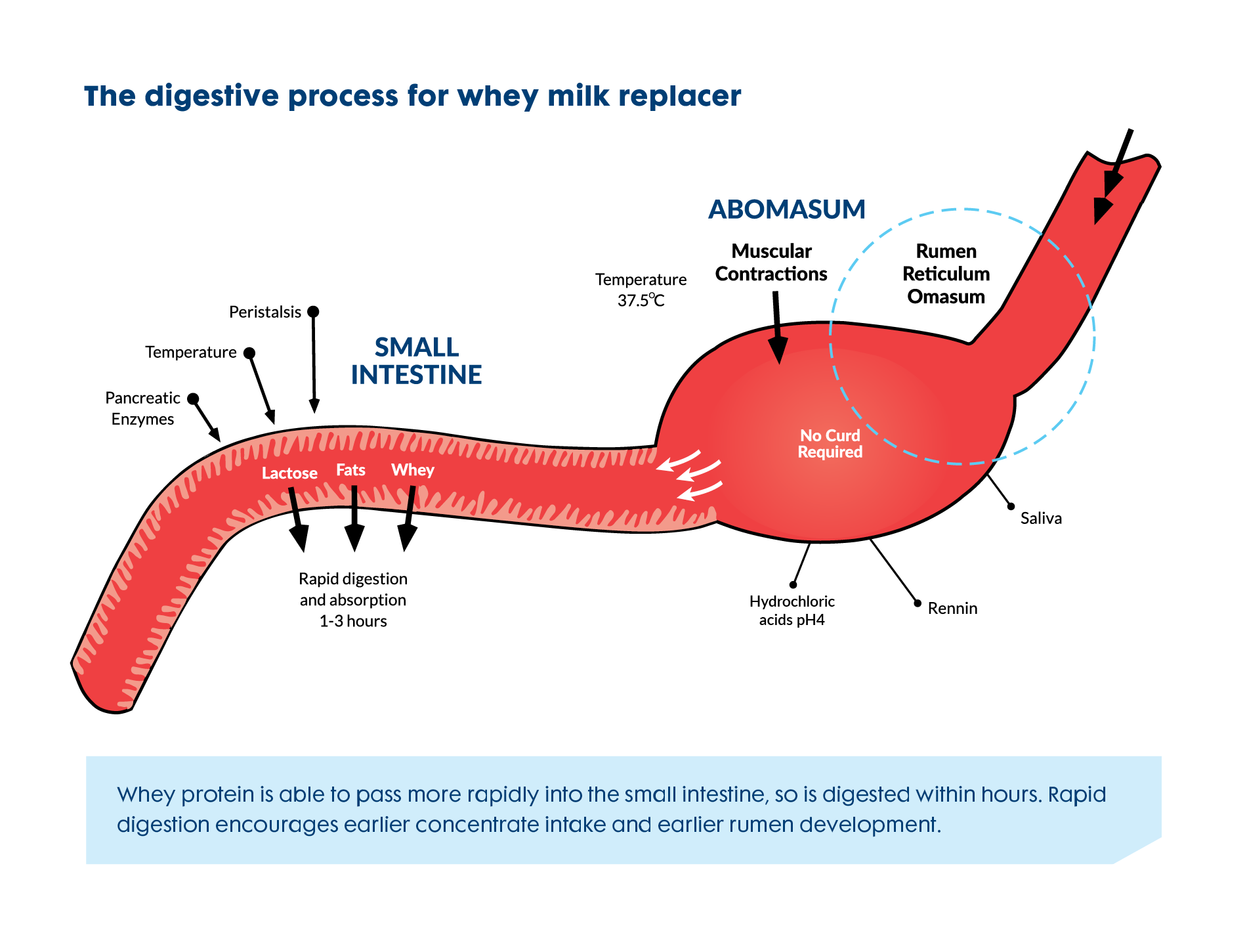 Digestive process for whey milk replace