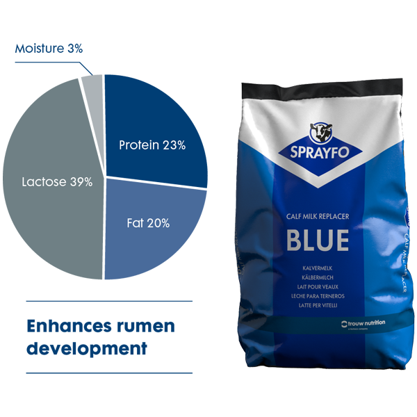 blue-600