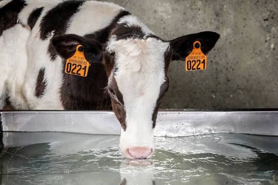 calf-water